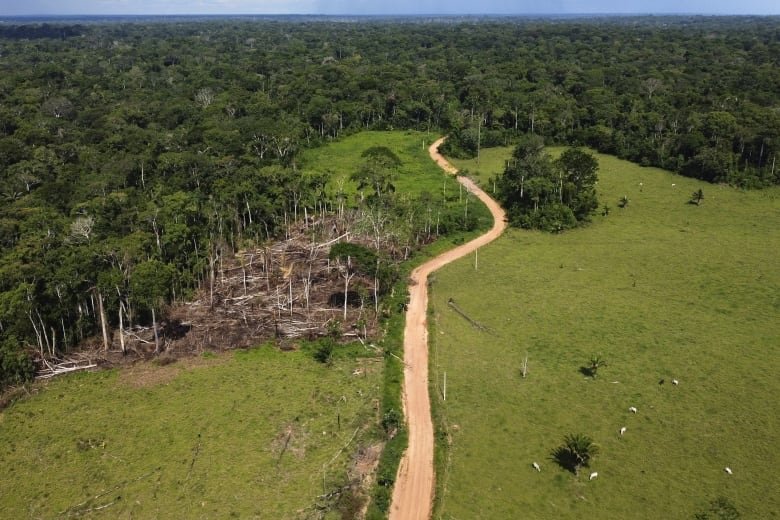 Cows roam an area recently deforested in the Chico Mendes Extractive Reserve, Acre state, Brazil, Dec. 6, 2022.