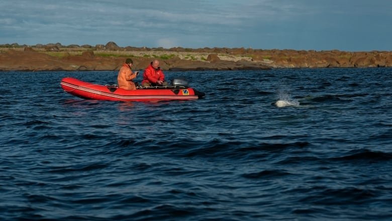 A beluga whale surfaces near a small boat with two people aboard.