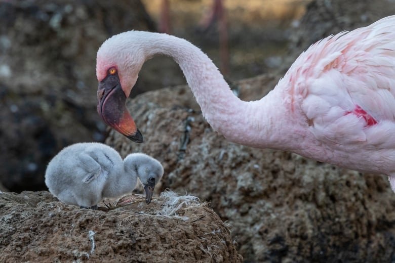 A pink flamingo watches over a fuzzy gray chick