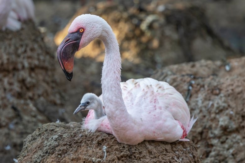 A pale pink flamingo curled up on a mound of dirt with a fuzzy gray check nestled in its feathers