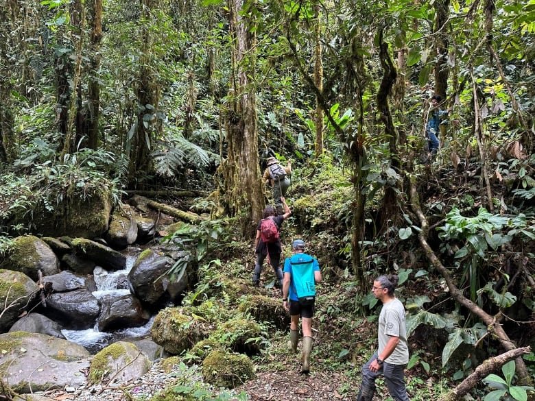 Four people hike up a hill in a lush forest next to a stream