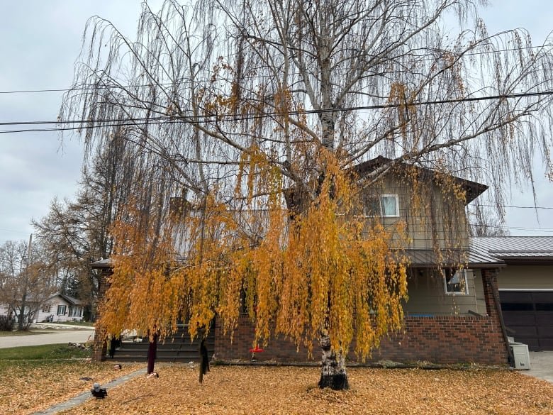 A house with a drying tree in front of it.