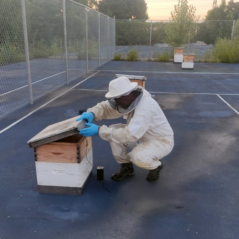 A beekeeper installing a small device in a beehive that is in a tennis court.