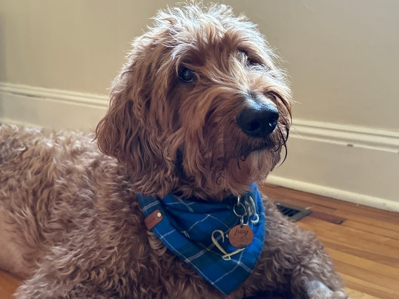 A curly brown dog looks at the camera