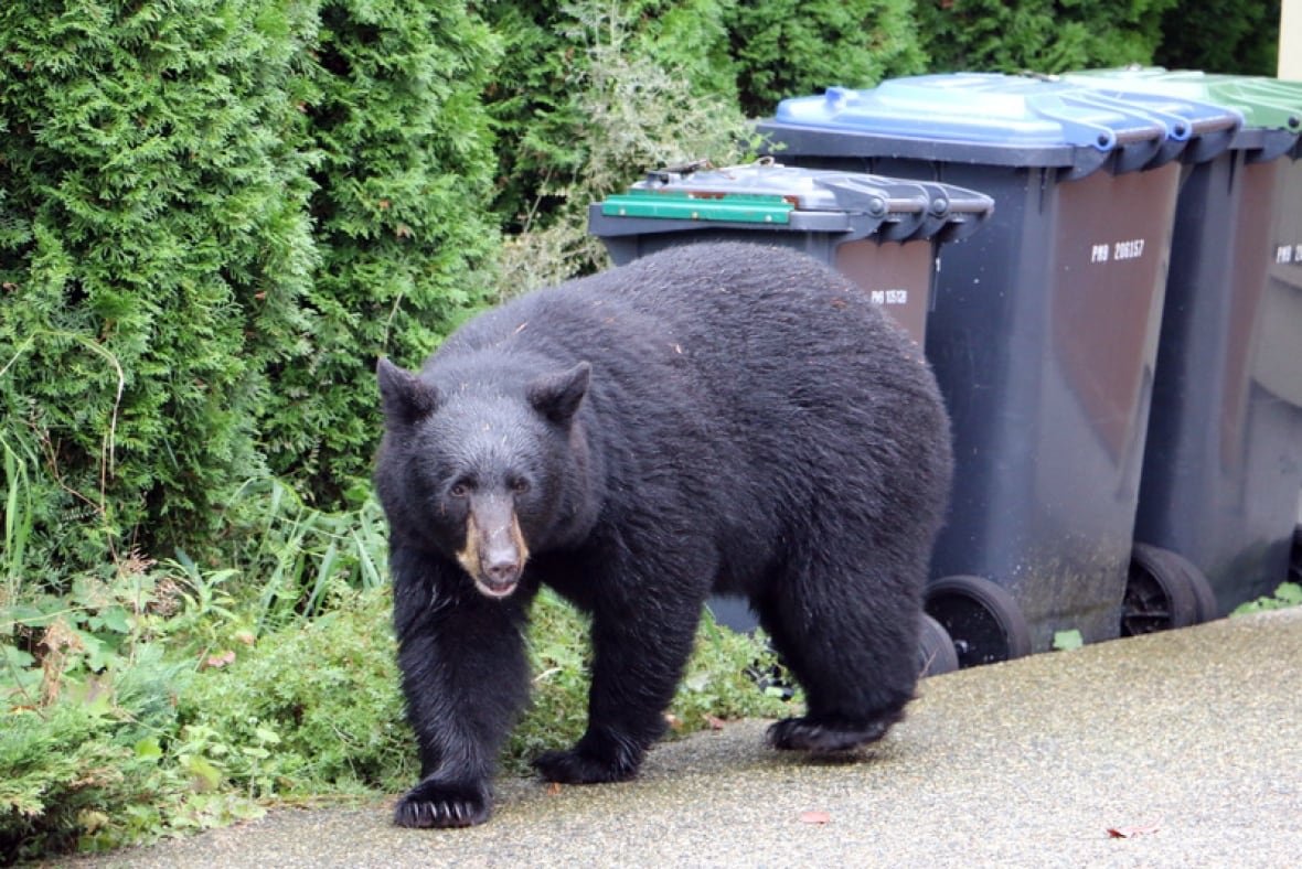 black-bear-in-port-moody A large black bear is pictured near garbage bins.