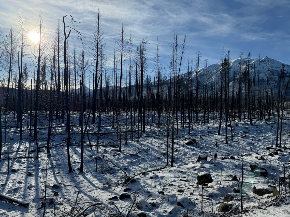 burned-trees-in-jasper-national-park Trees burned by a wildfire in Jasper National Park.