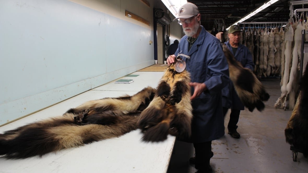 nwt-fur-at-auction A man handles fur pelts at a long table.