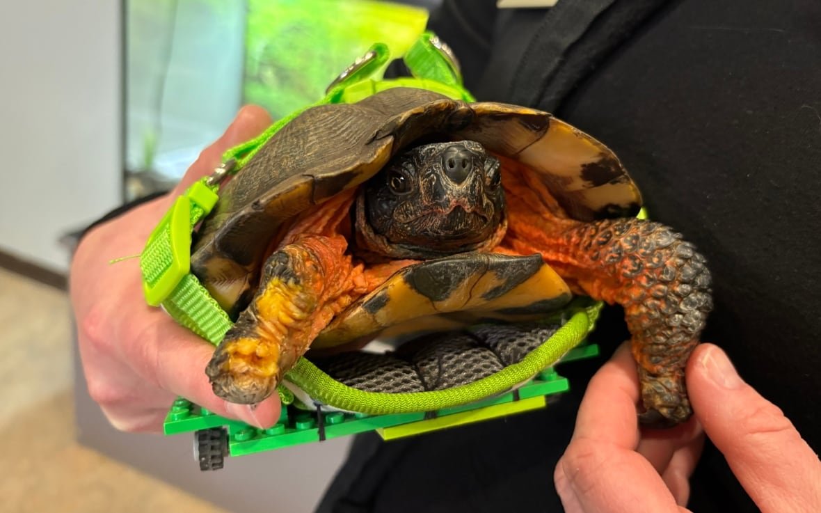 root-the-wood-turtle-1 A front-facing photo of a turtle shows his face, shell and legs, as well as a bright green harness attached to Lego pieces.