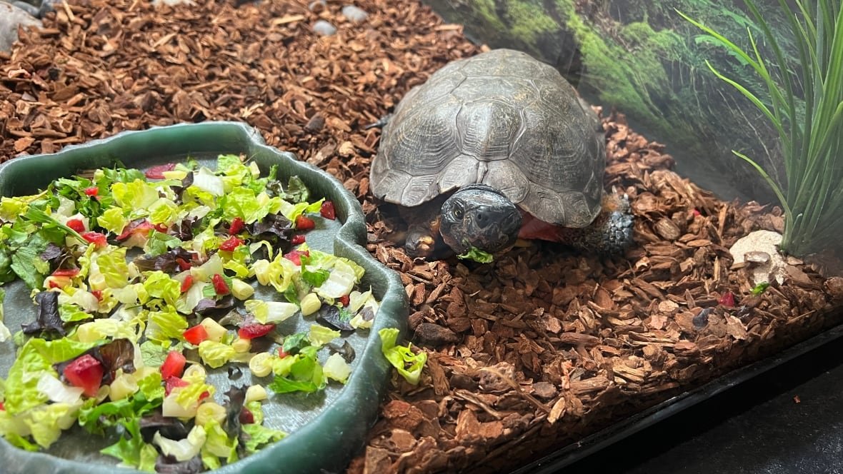 root-the-wood-turtle-2 A small dark turtle stands next to a dish of food containing colourful fruit and vegetables. A piece of lettuce hangs from his mouth.