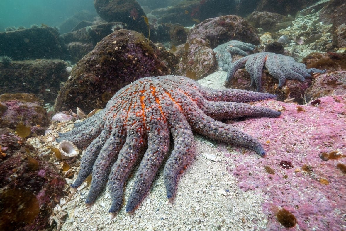 sunflower-sea-star A number of starfish lie on an ocean floor.