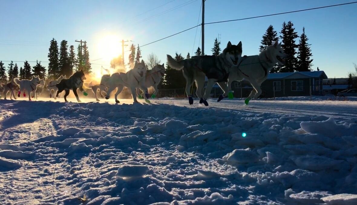 yukon-quest-1 A sled dog team running in the snow.