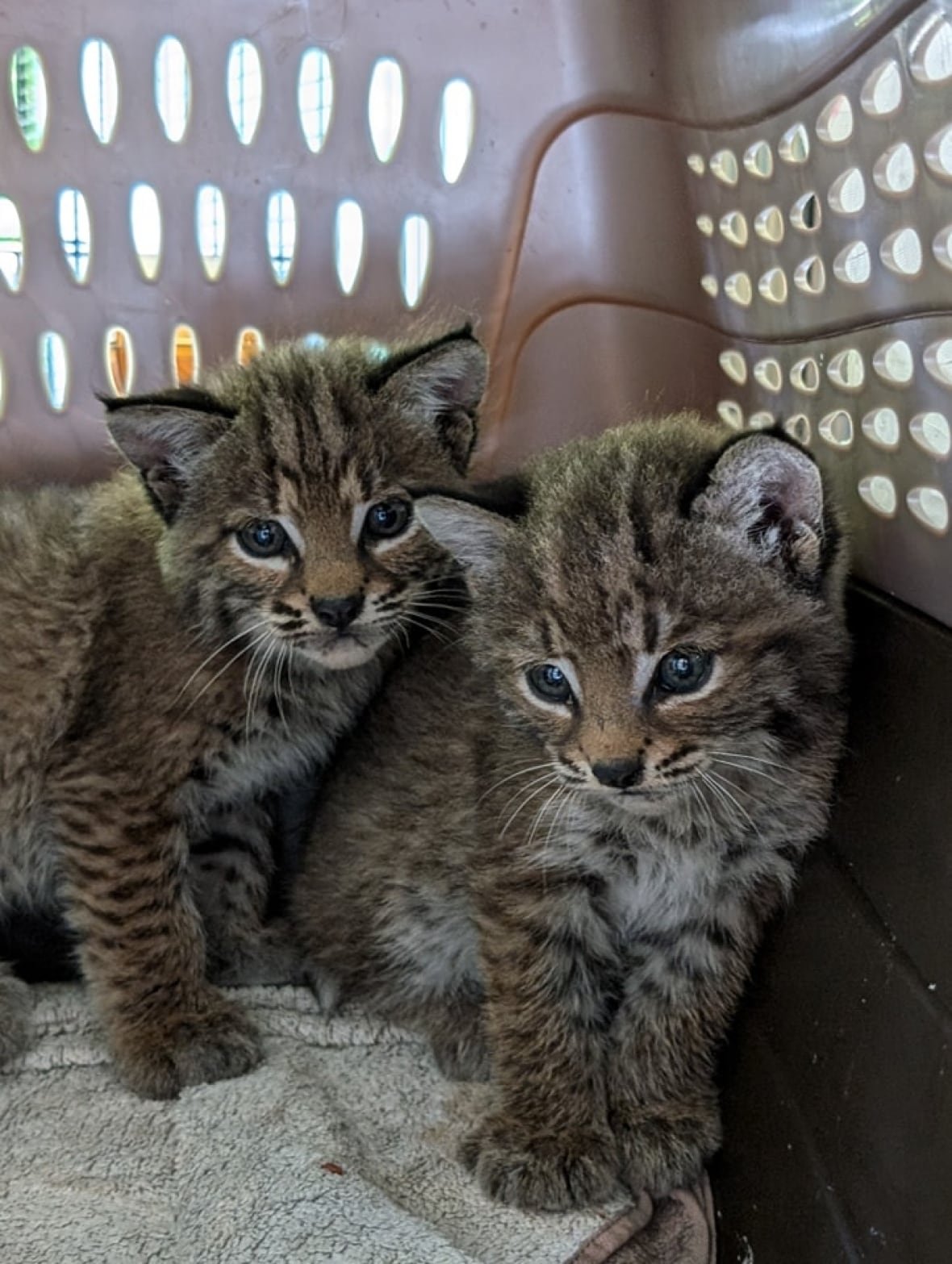 bobcat-kittens Two young kittens are seen in a crate.