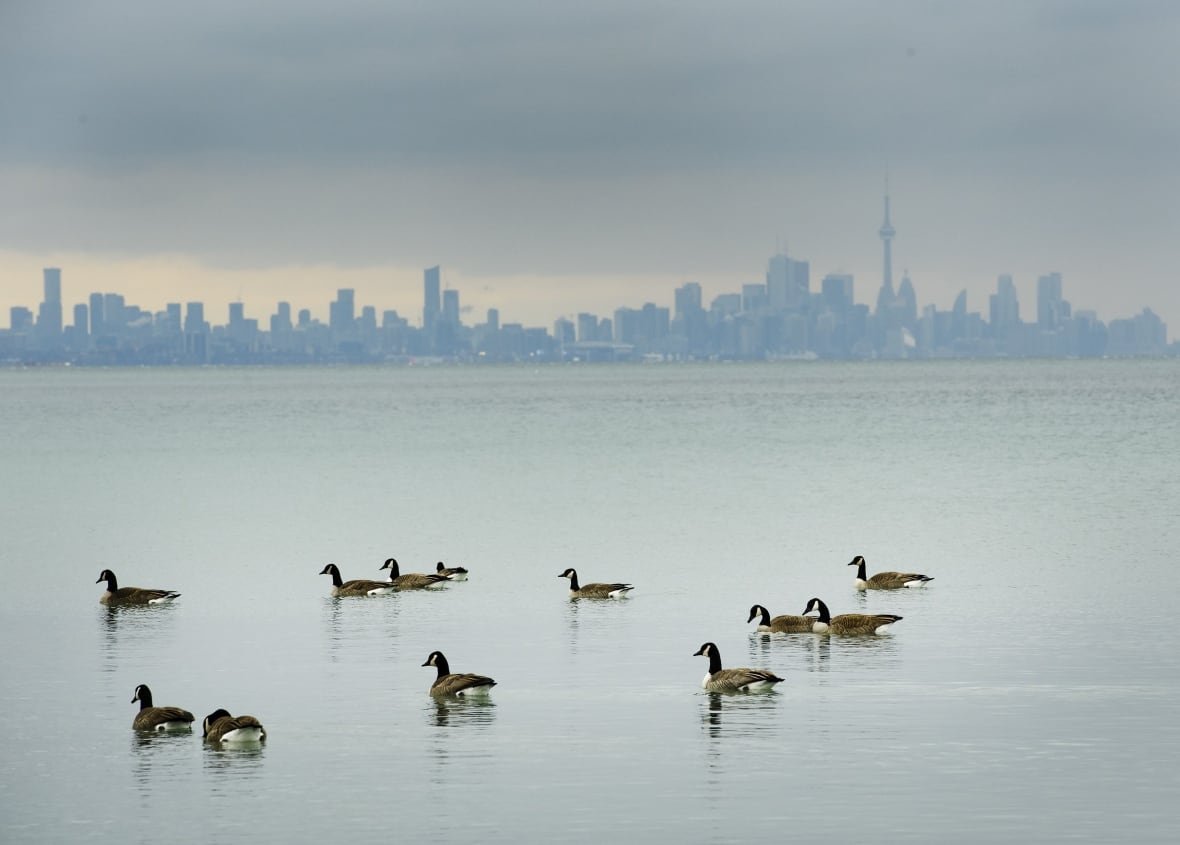 ont-weather-feature-20190124 Canadian Geese swim in the cold waters of Lake Ontario overlooking the city of Toronto skyline in Mississauga, Ont., on Thursday, January 24, 2019.