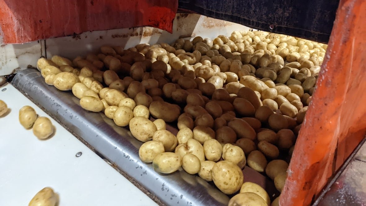 p-e-i-potatoes Potatoes being processed