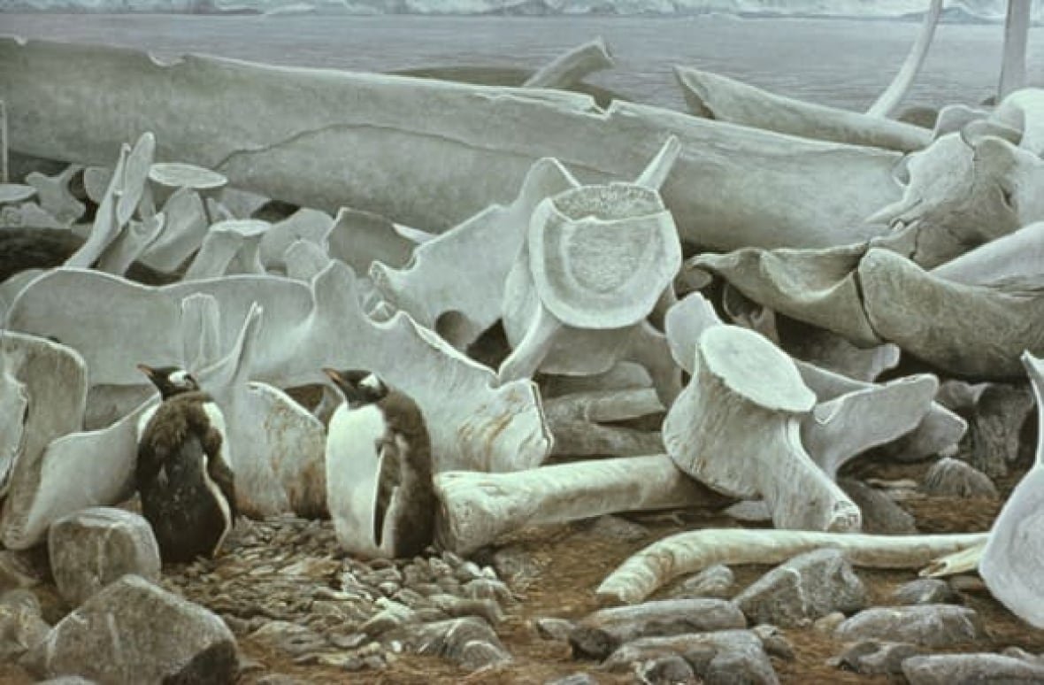 7-gentoo-penguins-whale-bon a painting of penguins and whale bones