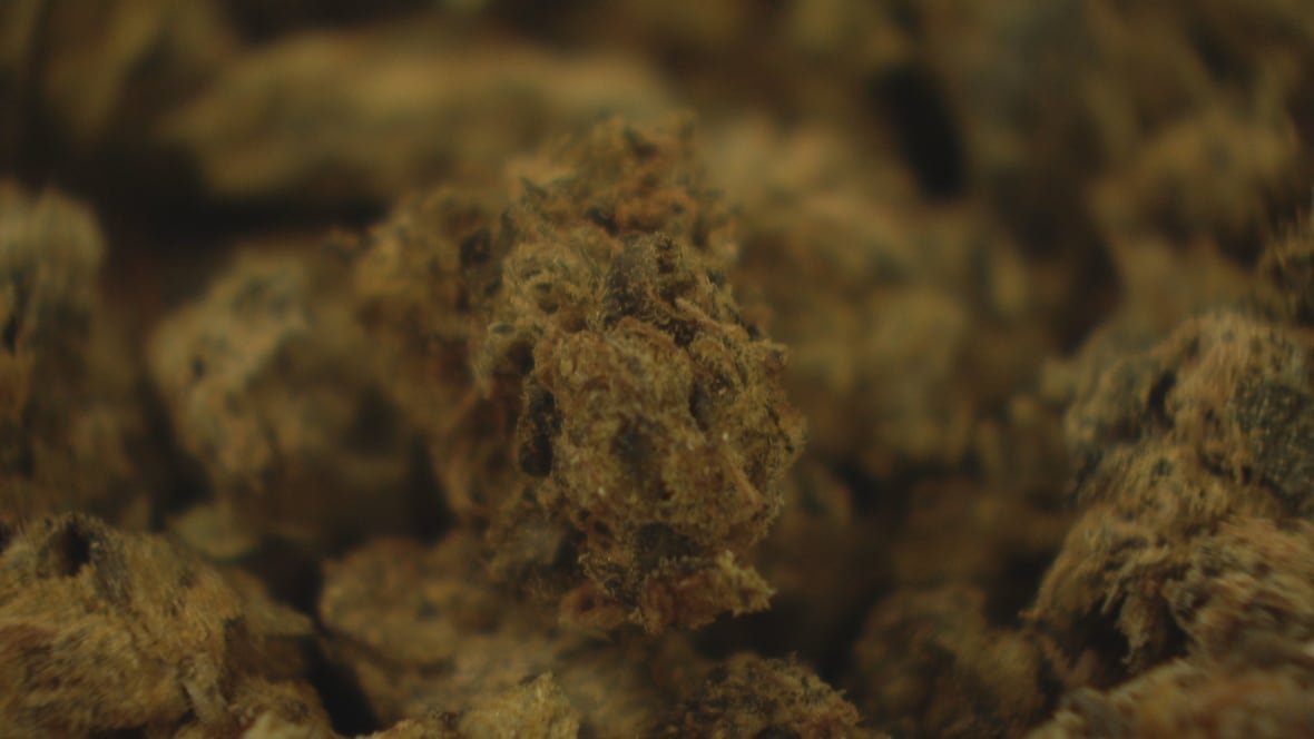 cannabis Cannabis