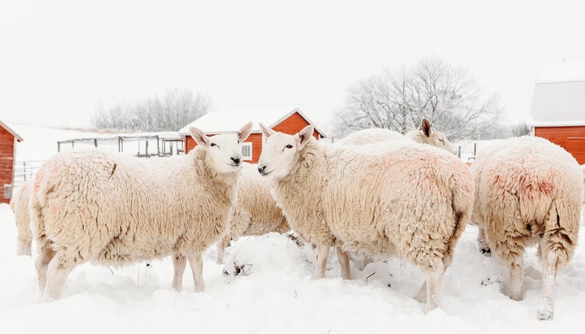 Sheep look back at the camera standing in the snow, behind them are red outbuildings.