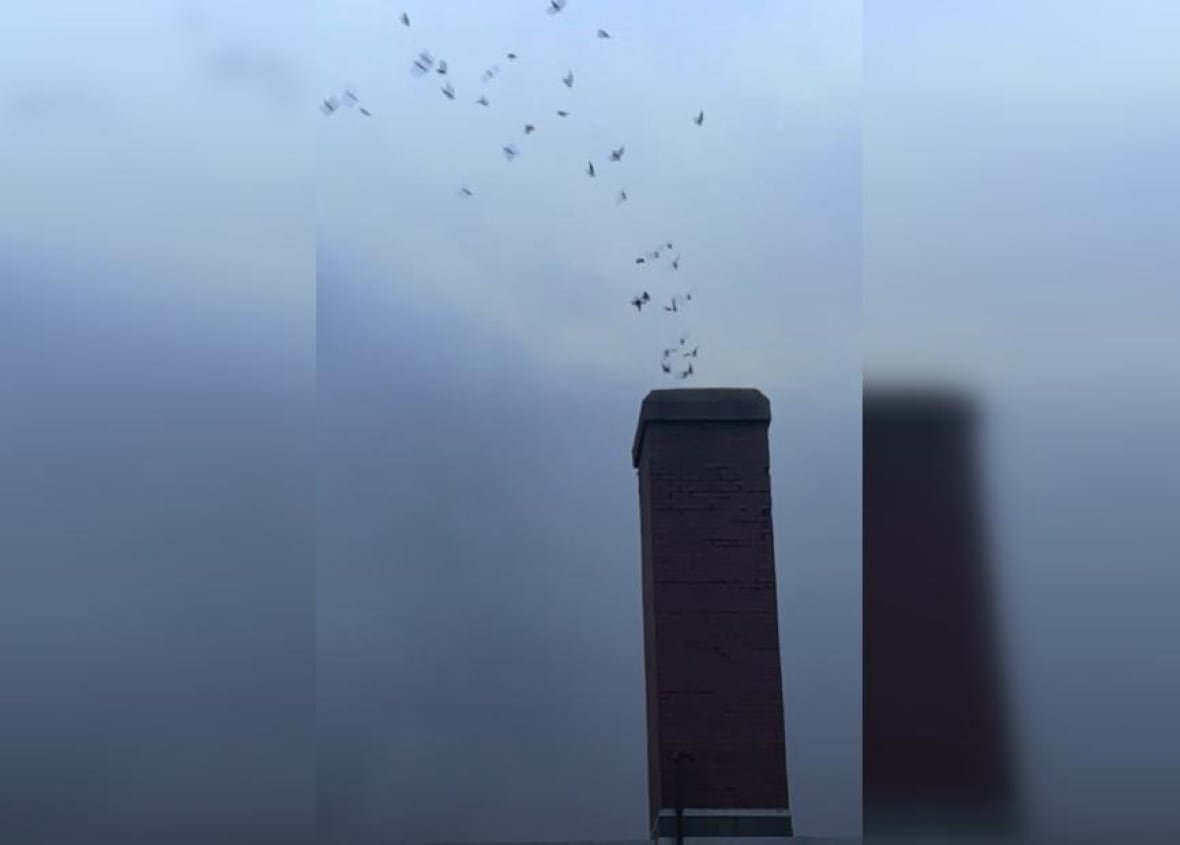 chimney-swifts-may-25-fredericton A scream of chimney swifts flying into a chimney