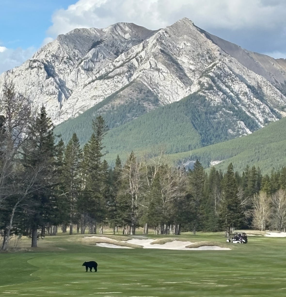 golf-bear-1 A black bear photographed by golfer Jess Lawson at the 18th hole of the Kananaskis Country Golf Course on Saturday, May 11, during the season's opening weekend.