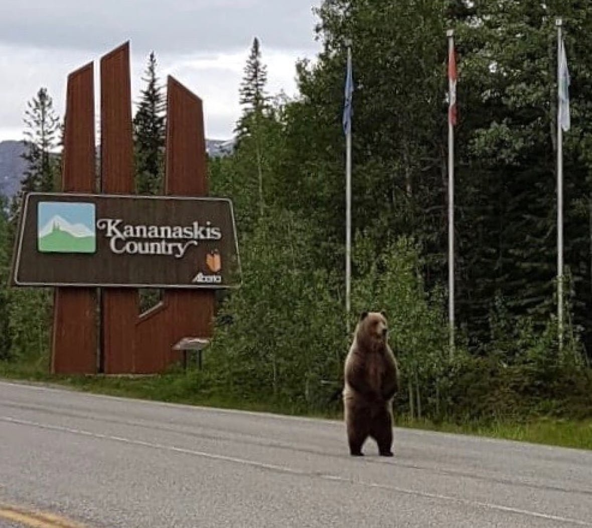 golf-bear-2 Grizzly bears, like this one pictured in Kananaskis Country, are known to frequent the Kananaskis Country Golf Course.