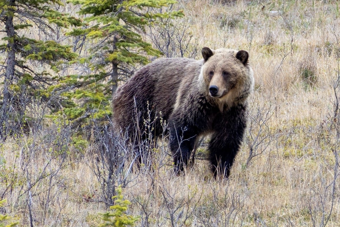 grizzly-bear-g7 A grizzly bear in Jasper National Park.