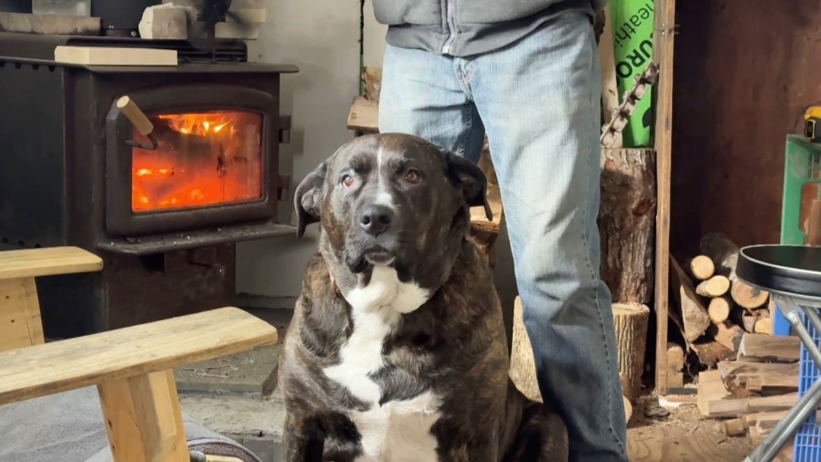 harper-the-dog A large dark brown dog with a white spot on her chest sits near a man's legs. A wood stove is behind her