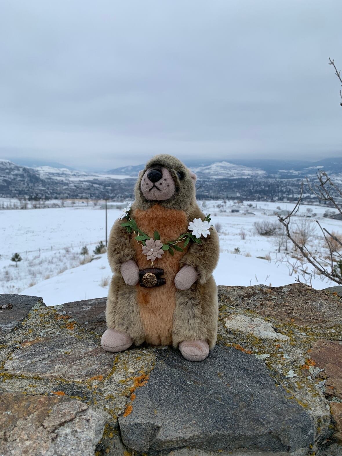 okanagan-okie A stuffed toy of a groundhog on a rock outside