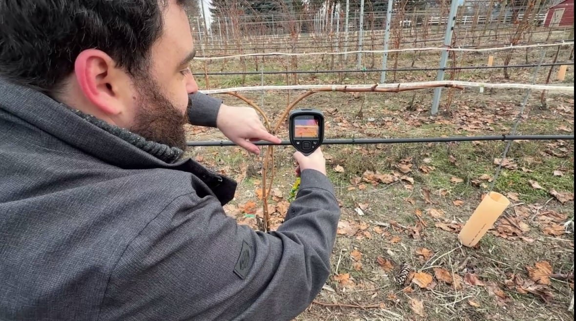 Winemaker Rowan Stewart is testing four long strings of vacuum-sealed, infrared LED lights.