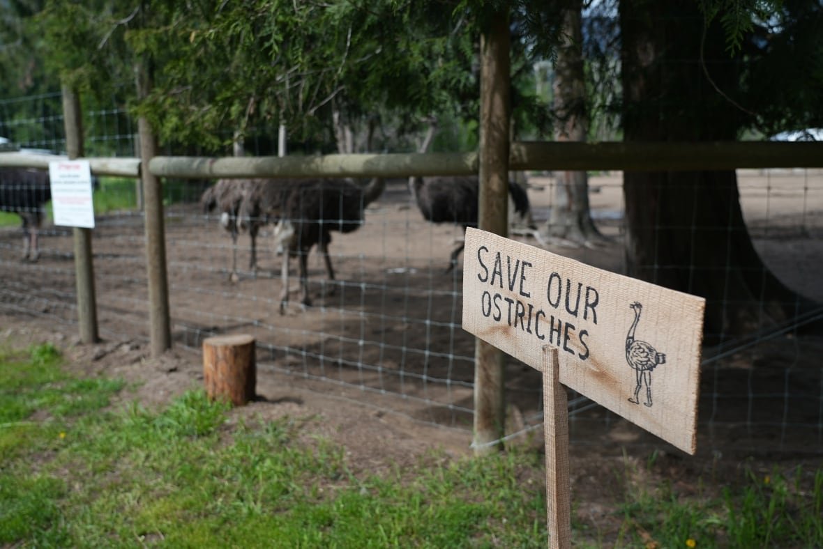 save-our-ostriches A white wooden sign on sparse green grass outside, an ostrich enclosure that has ostriches in it says Save our Ostriches in hand lettering with a drawing of an ostrich beside the lettering.
