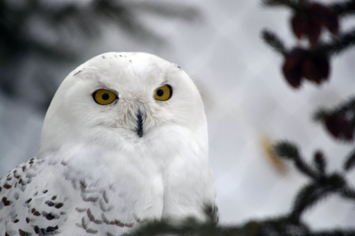 snowy-owl-2 Snowy owl 2