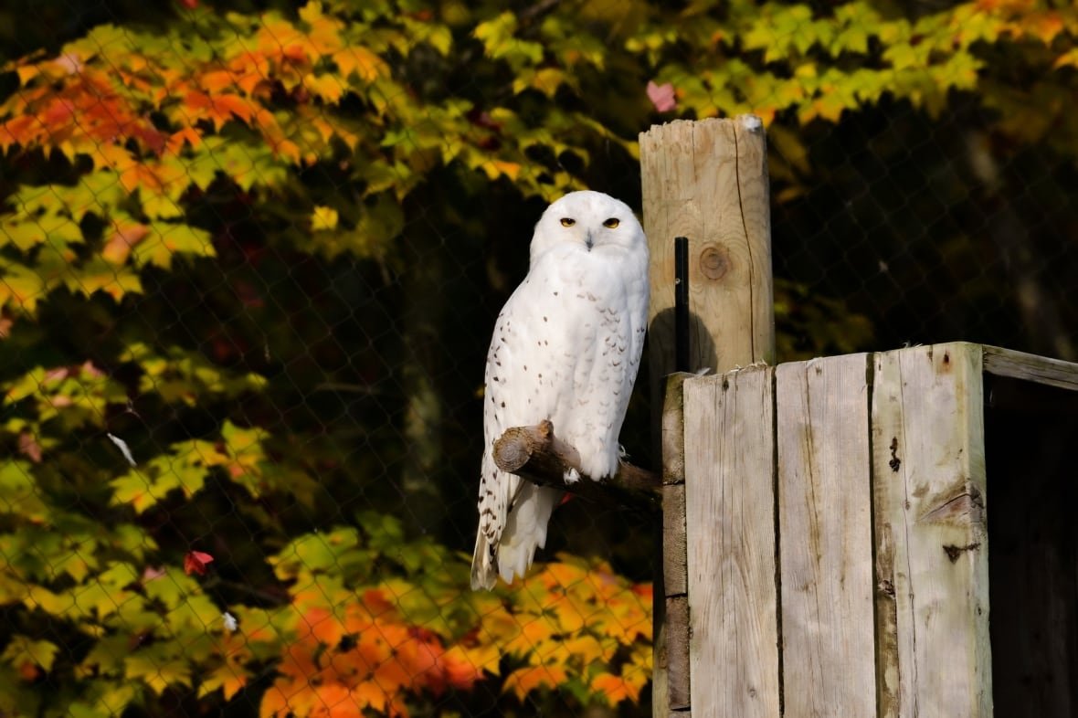 snowy-owl Snowy owl