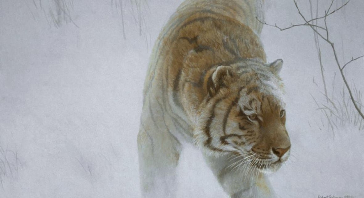 twilight-siberian-tiger-robert-bateman-1998-asia a painting of a tiger