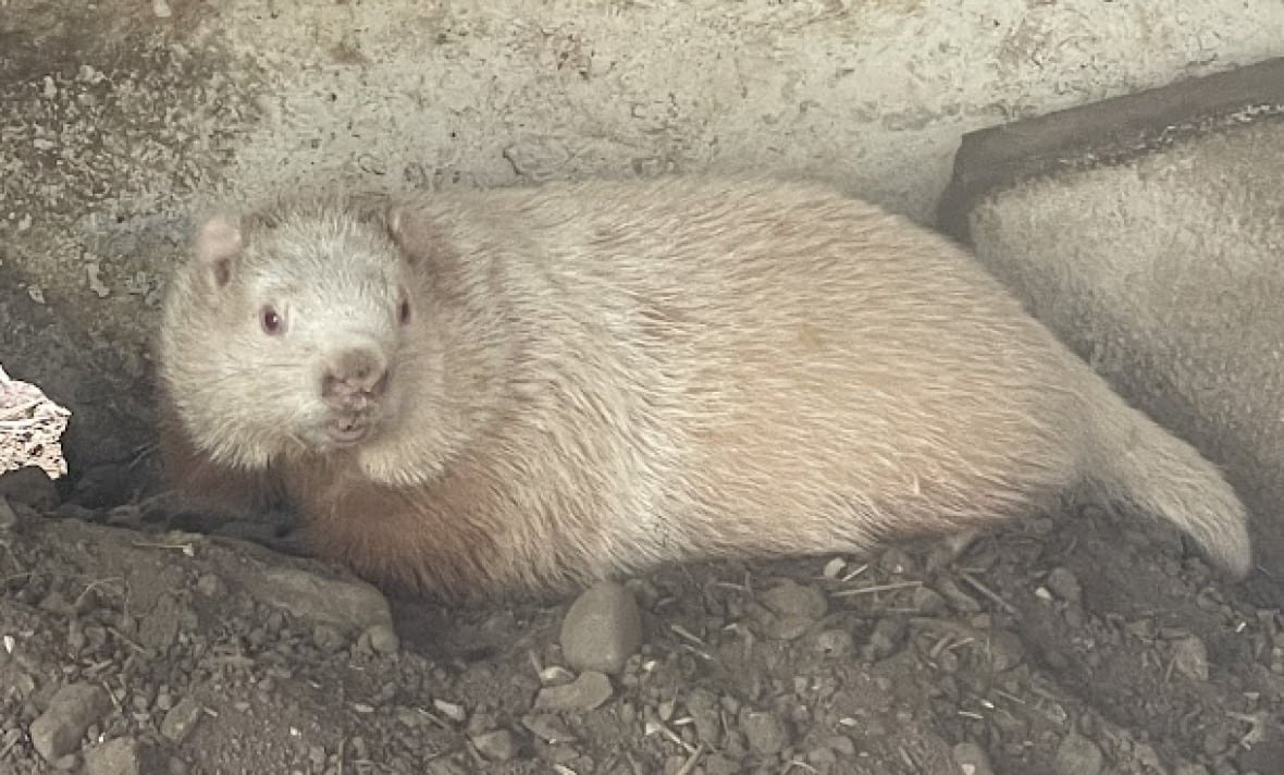 wiarton-willie-summer-2024-1 A white groundhog sits inside a concrete enclosure and is beside a hole where he can go outside into a fenced area.