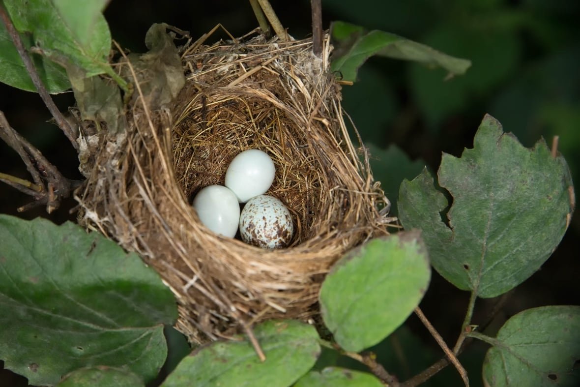 1070845862 Three eggs in a nest. Two are white and one is spotted.
