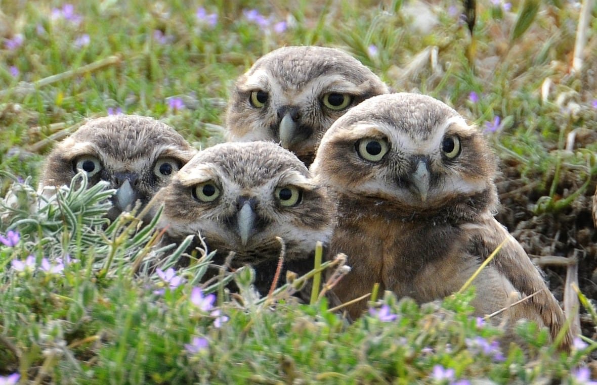 Four owls with large yellow eyes sit in the grass.