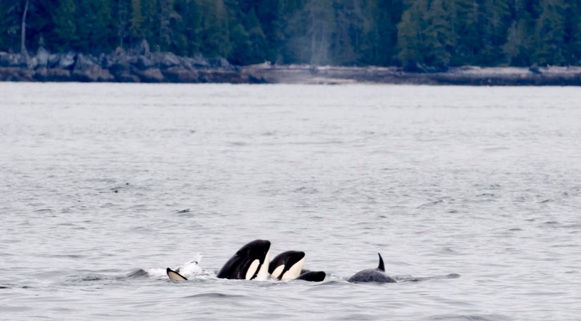 chatham-sound-bc-20180622 The heads of two orca whales are seen beside each other in an ocean.