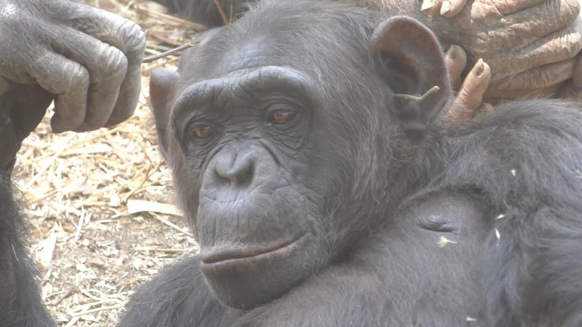 chimp-ear-stick A chimpanzee scratches her head with one small stick, while another pops out of her ear.