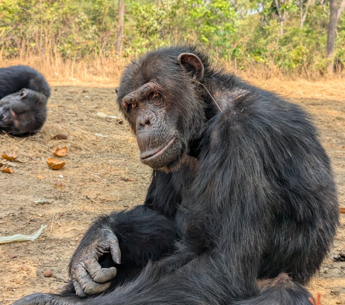 chimp-grass-trend A chimpanzee sits on the ground and glances sideways toward the camera, a long reed of yellow grass hanging from its ear.