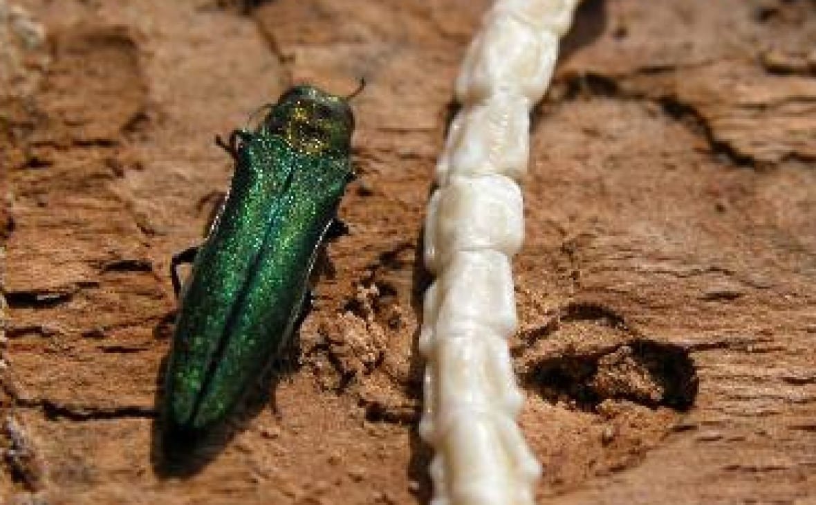 emerald-ash-borer-beetle a green metallic beetle on a tree