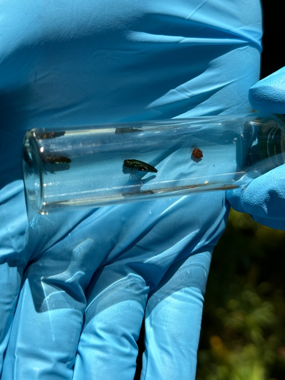 emerald-ash-borer A glass vial containing an emerald ash borer.