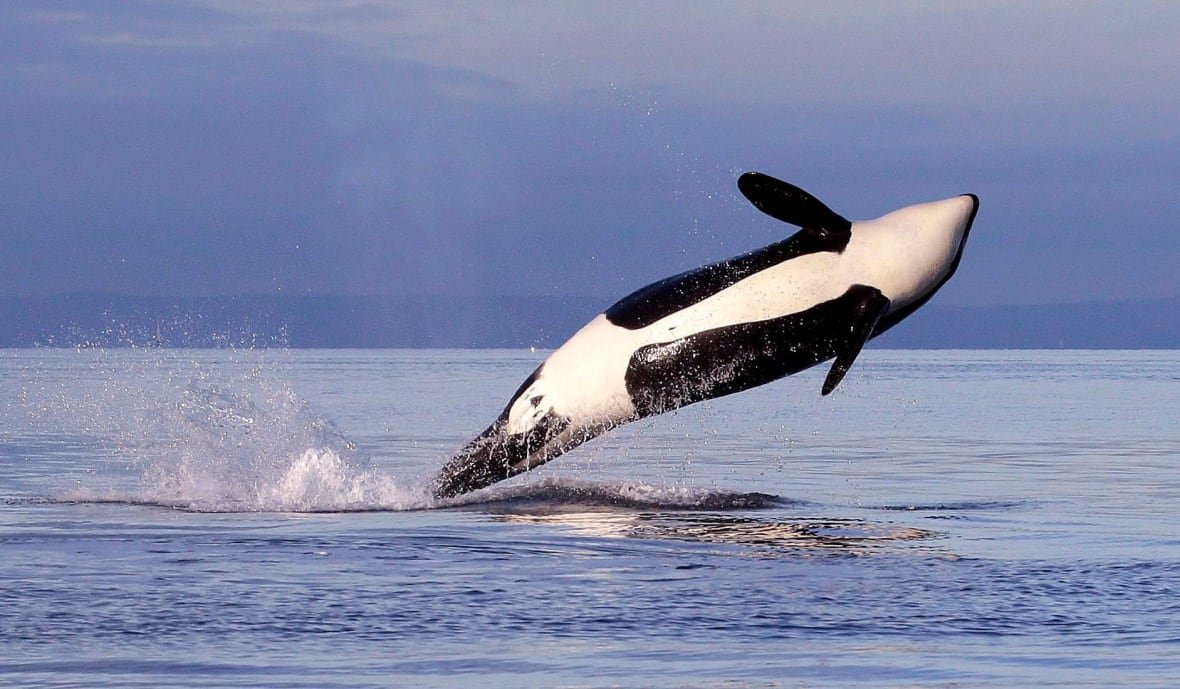 endangered-orcas-20200507 A killer whale leaps out of the water.