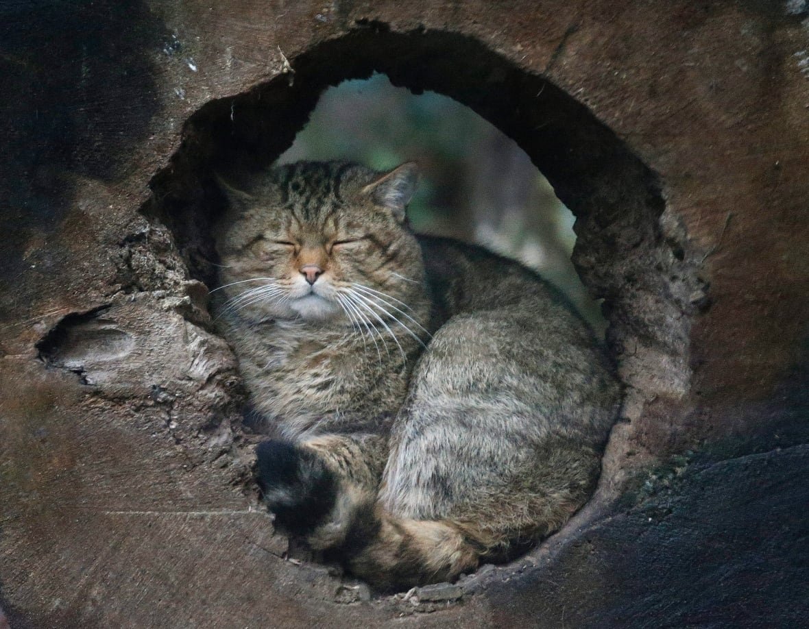 exotic-ban-bc-20250708 A European wildcat hides and sleeps in a hole at the zoo in Duisburg, Germany, Friday, Jan. 30, 2015.