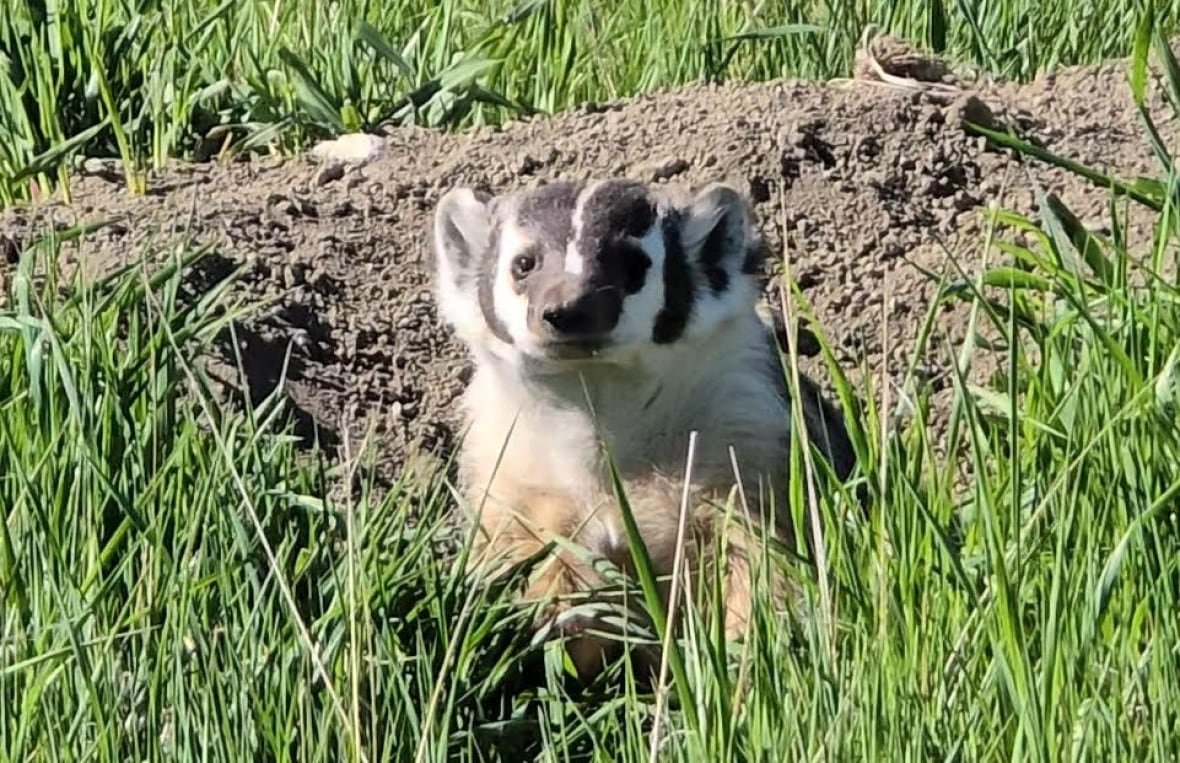 A badger.