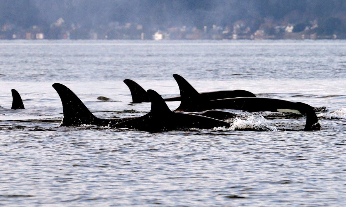 j-pod A group of orcas swim through the ocean.