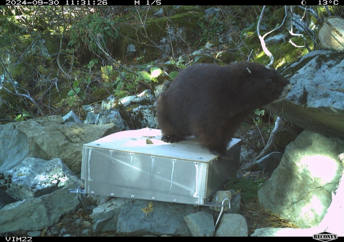 marmot-scale A fuzzy black critter is pictured perched on top of an aluminum box.
