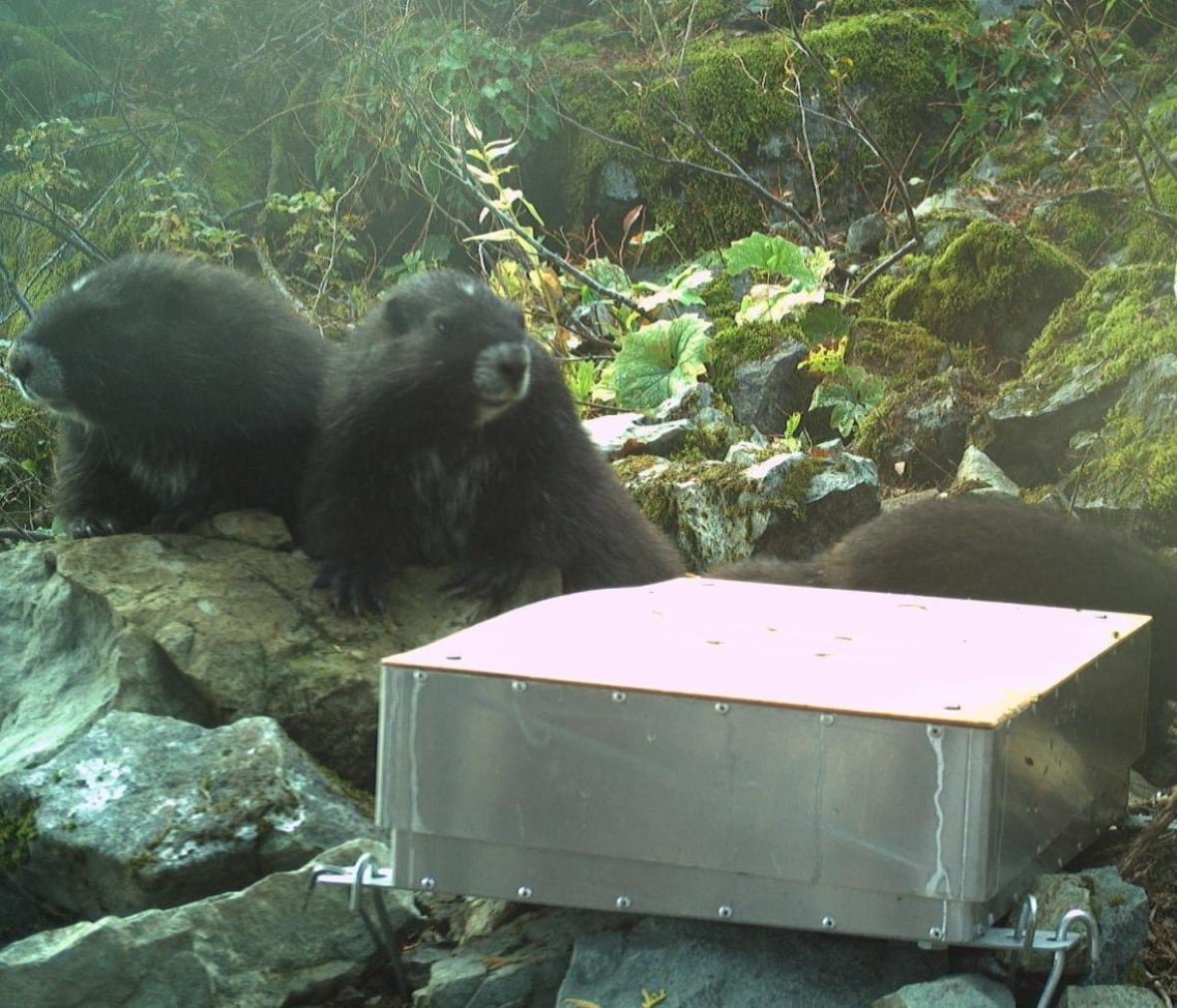 marmots Two fuzzy black marmots are pictured beside an aluminum square scale.