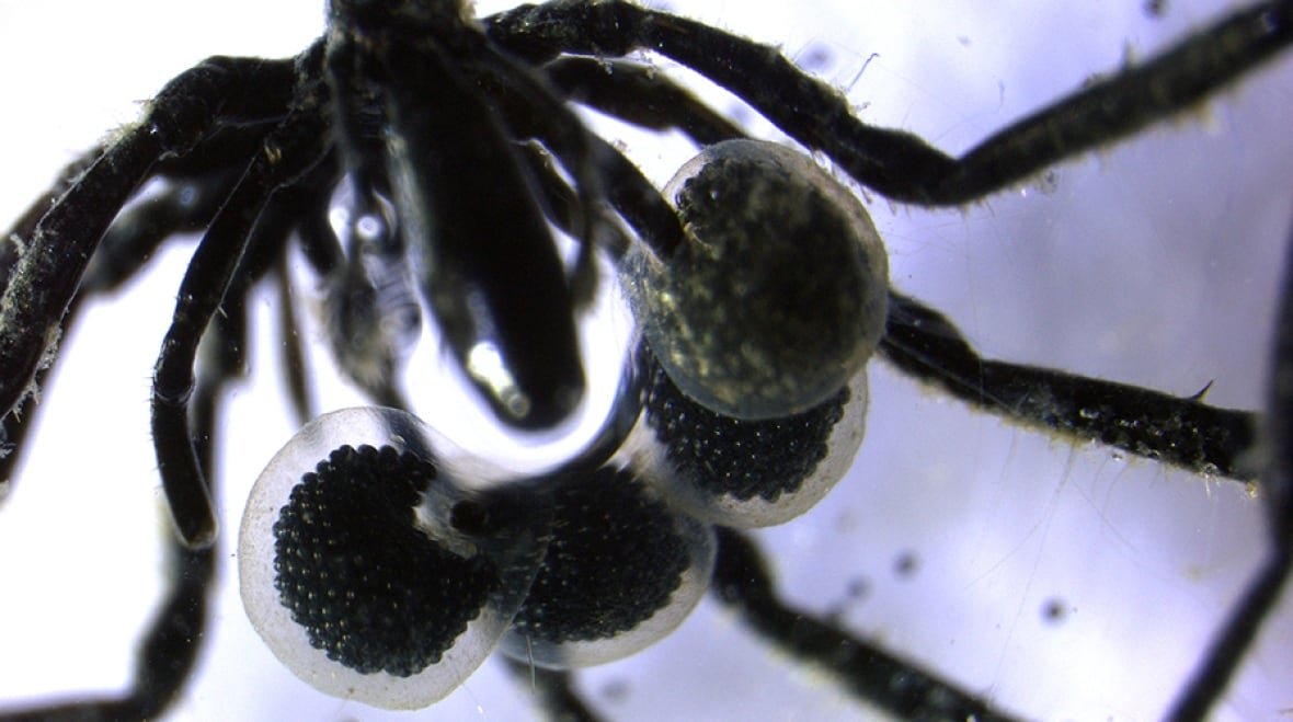 methane-eating-spider-1 Methane eating spider carrying sacs of eggs
