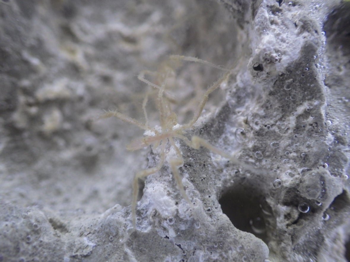 methane-eating-spider-2 Methane eating spider