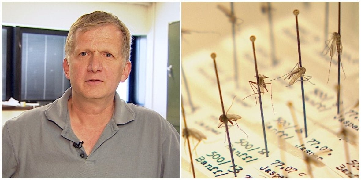 mosquitoes-john-swann A collage. To the left, a man. To the right, a bunch of dead mosquitoes pinned to a sheet
