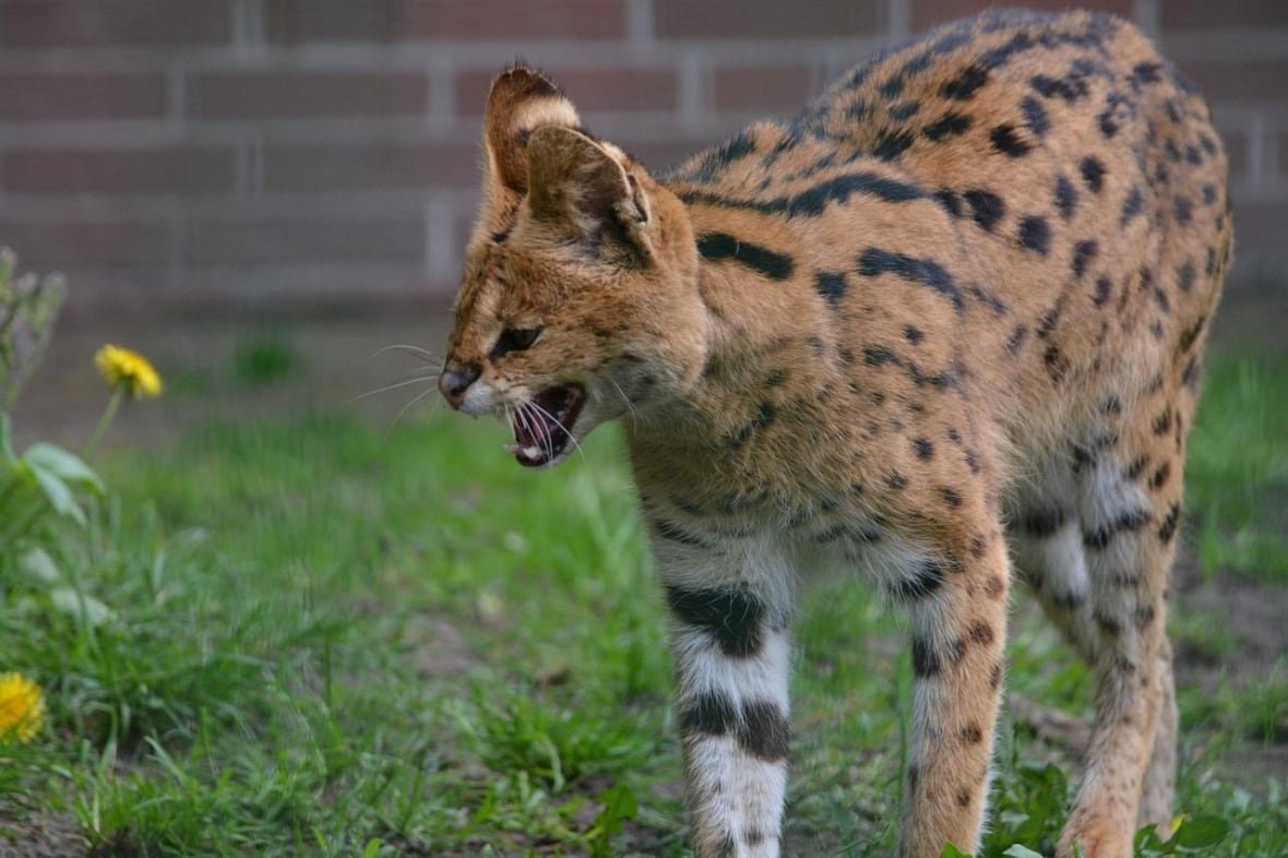 serval-cat a serval cat hisses